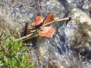 Moulin à eau en écorce d'arbre.