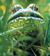 Notre nouvelle voiture : la Twingo